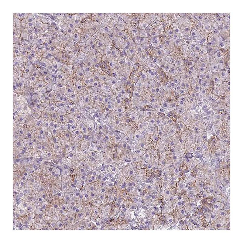 Atlas Antibodies Anti-C14orf79 Antibody