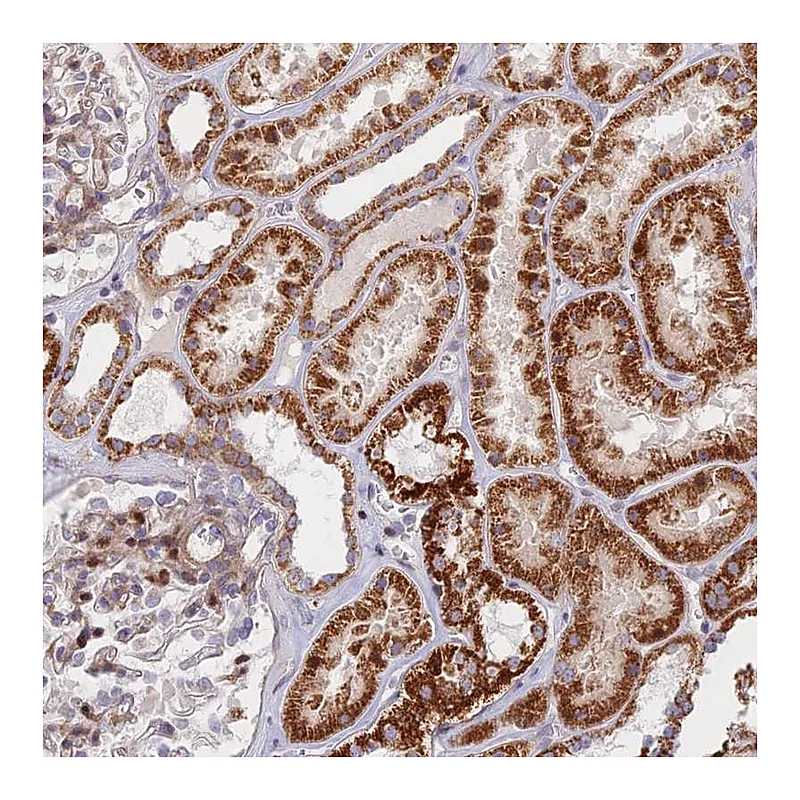 Atlas Antibodies Anti-C15orf40 Antibody