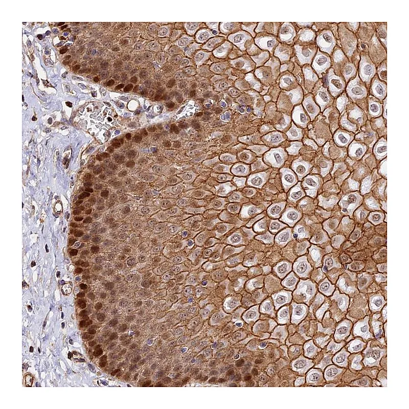 Atlas Antibodies Anti-C15orf53 Antibody