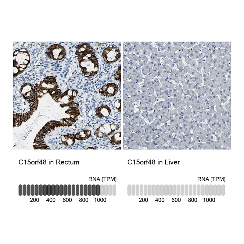 Atlas Antibodies Anti-C15orf48 Antibody