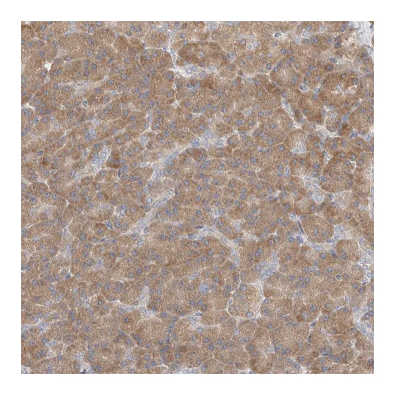 Atlas Antibodies Anti-C16orf58 Antibody