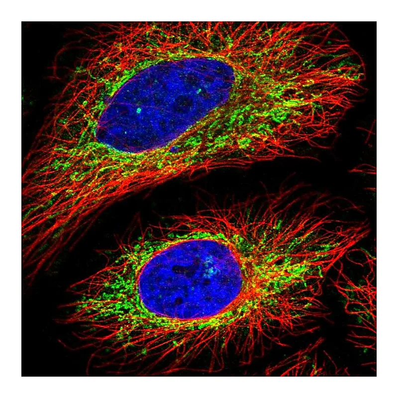 Atlas Antibodies Anti-C16orf62 Antibody
