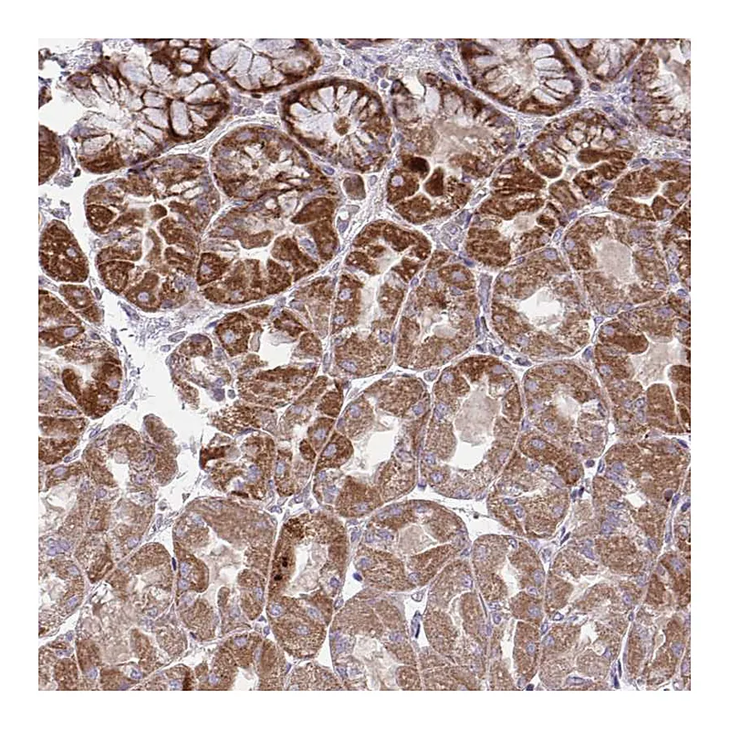 Atlas Antibodies Anti-C16orf54 Antibody
