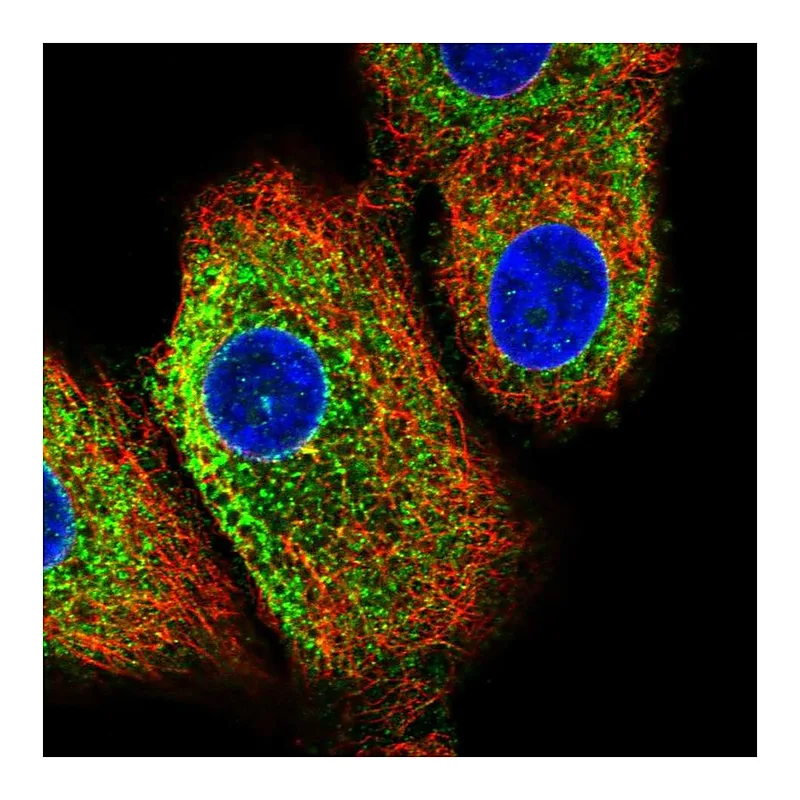 Atlas Antibodies Anti-C16orf95 Antibody