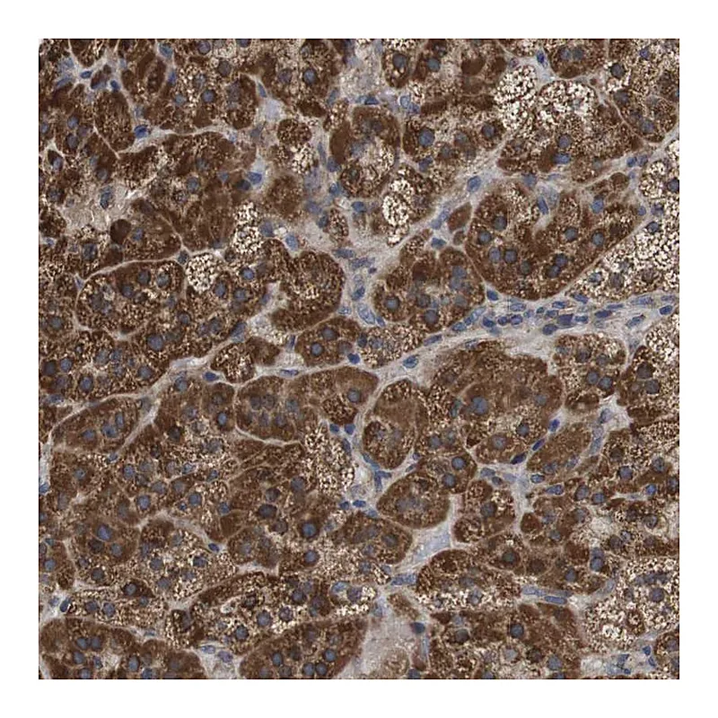 Atlas Antibodies Anti-C17orf80 Antibody