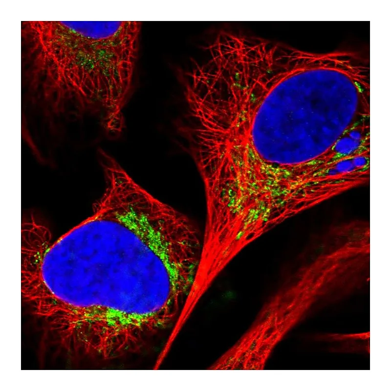 Atlas Antibodies Anti-C18orf63 Antibody
