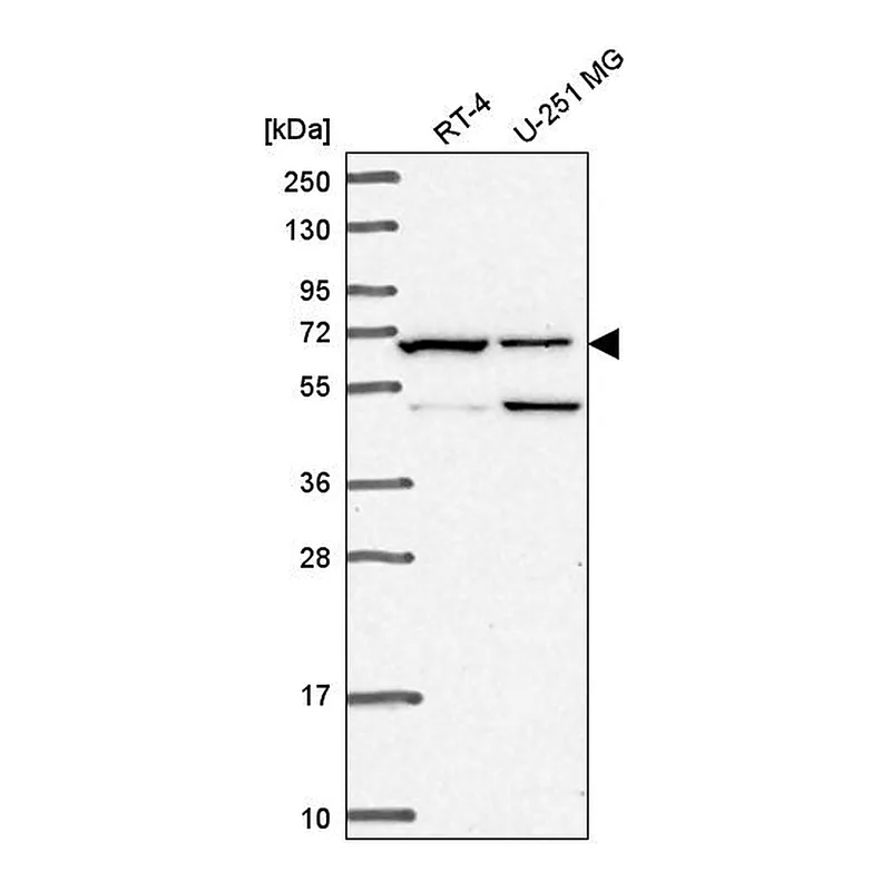 Atlas Antibodies Anti-C19orf44 Antibody