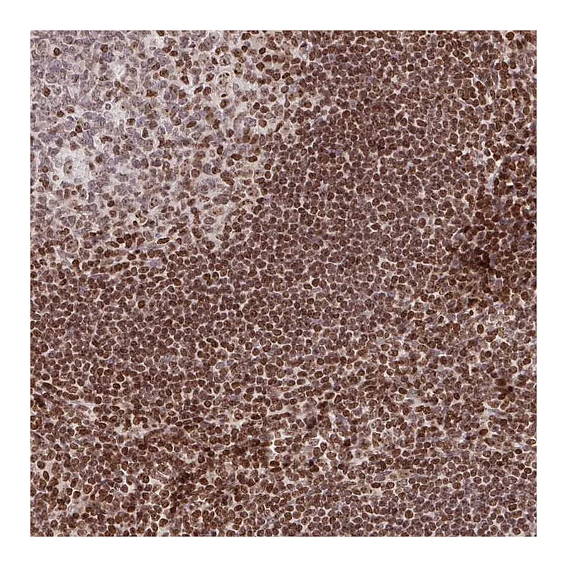 Atlas Antibodies Anti-C19orf53 Antibody