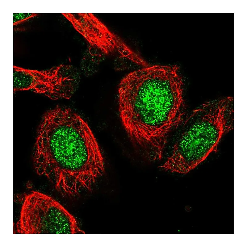 Atlas Antibodies Anti-C19orf53 Antibody