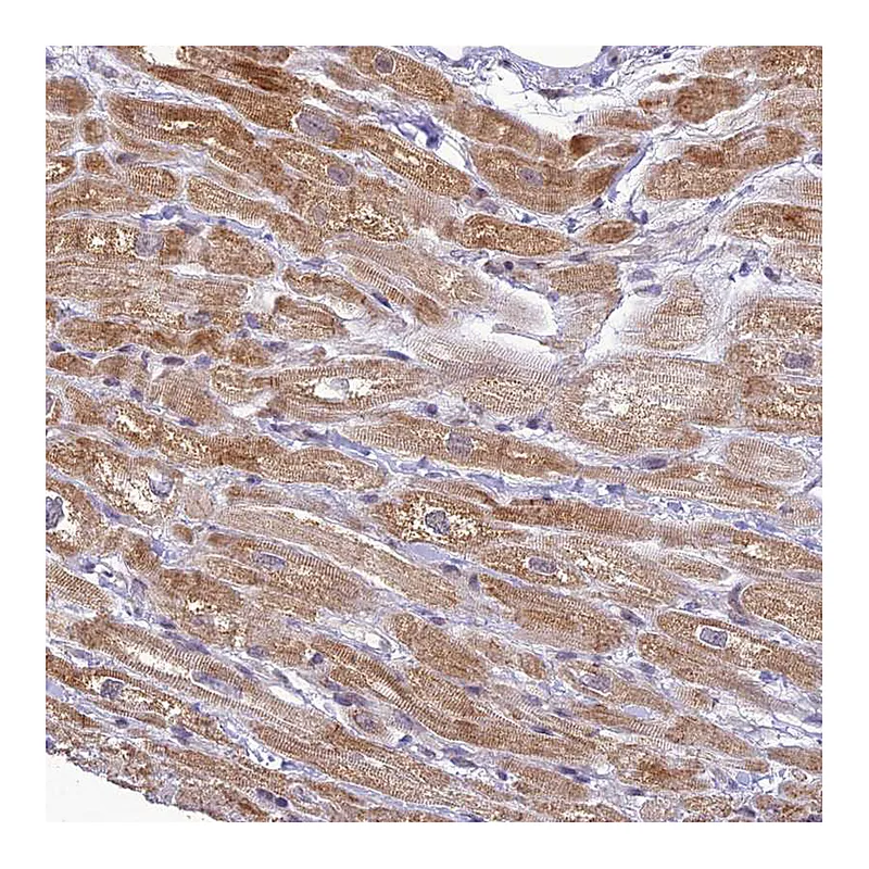 Atlas Antibodies Anti-C19orf70 Antibody