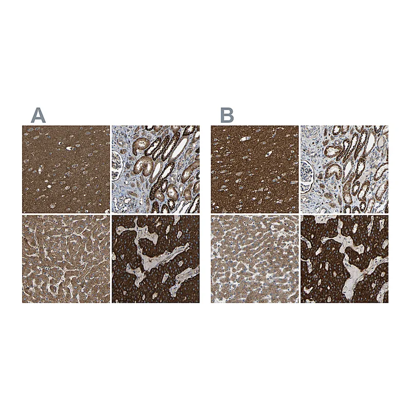 Atlas Antibodies Anti-C1GALT1 Antibody