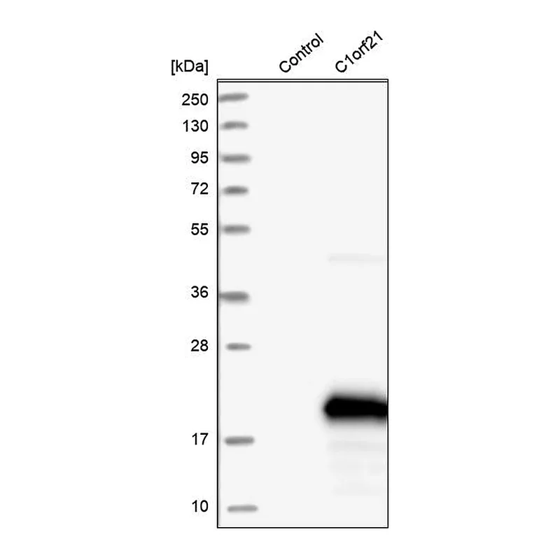 Atlas Antibodies Anti-C1orf21 Antibody