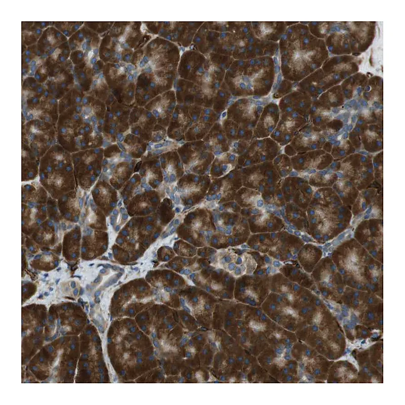 Atlas Antibodies Anti-C1orf27 Antibody