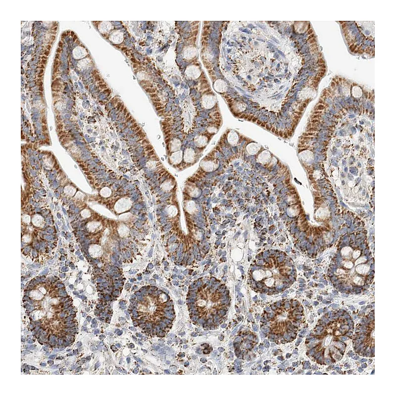 Atlas Antibodies Anti-C1QBP Antibody