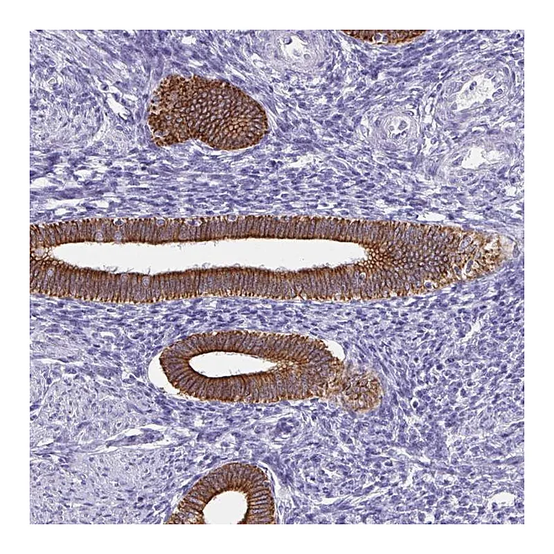 Atlas Antibodies Anti-C1QTNF2 Antibody