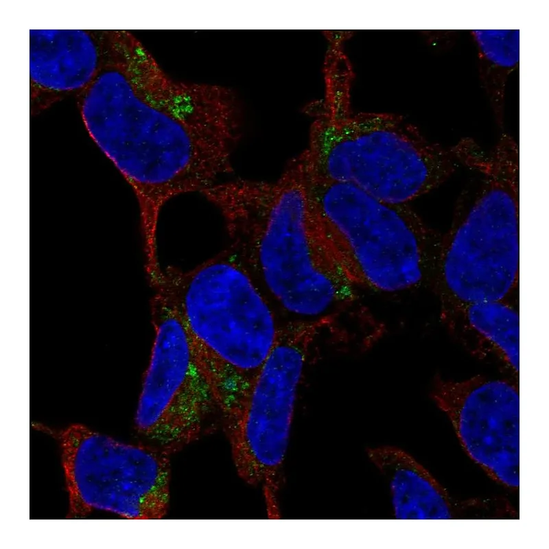 Atlas Antibodies Anti-C1QTNF3 Antibody