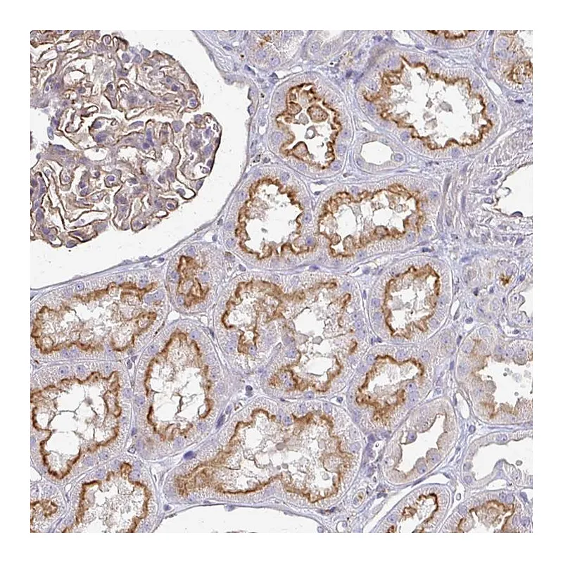 Atlas Antibodies Anti-C1QTNF7 Antibody