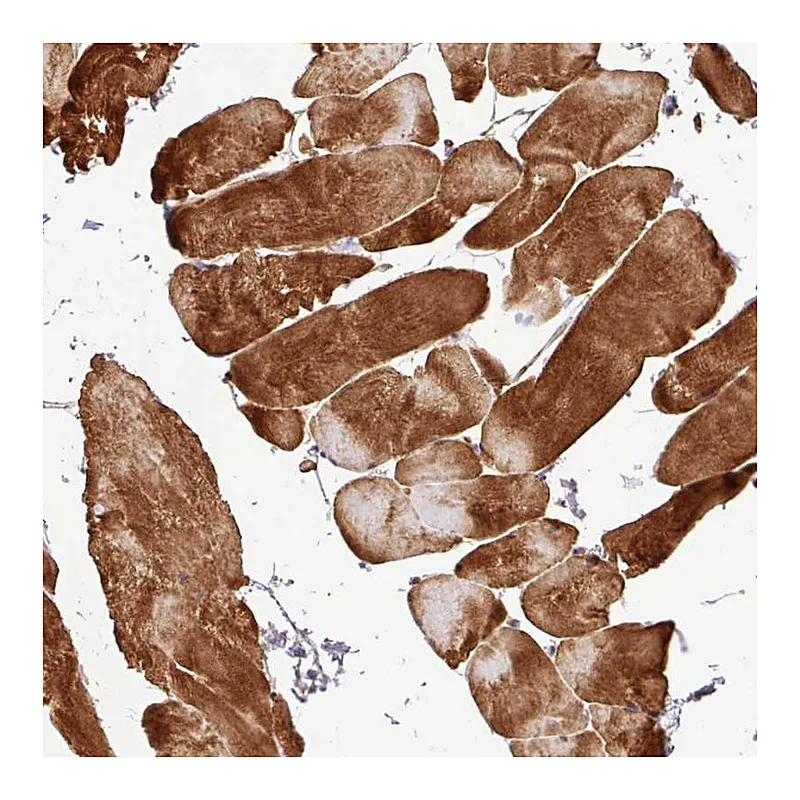 Atlas Antibodies Anti-C1QTNF9 Antibody