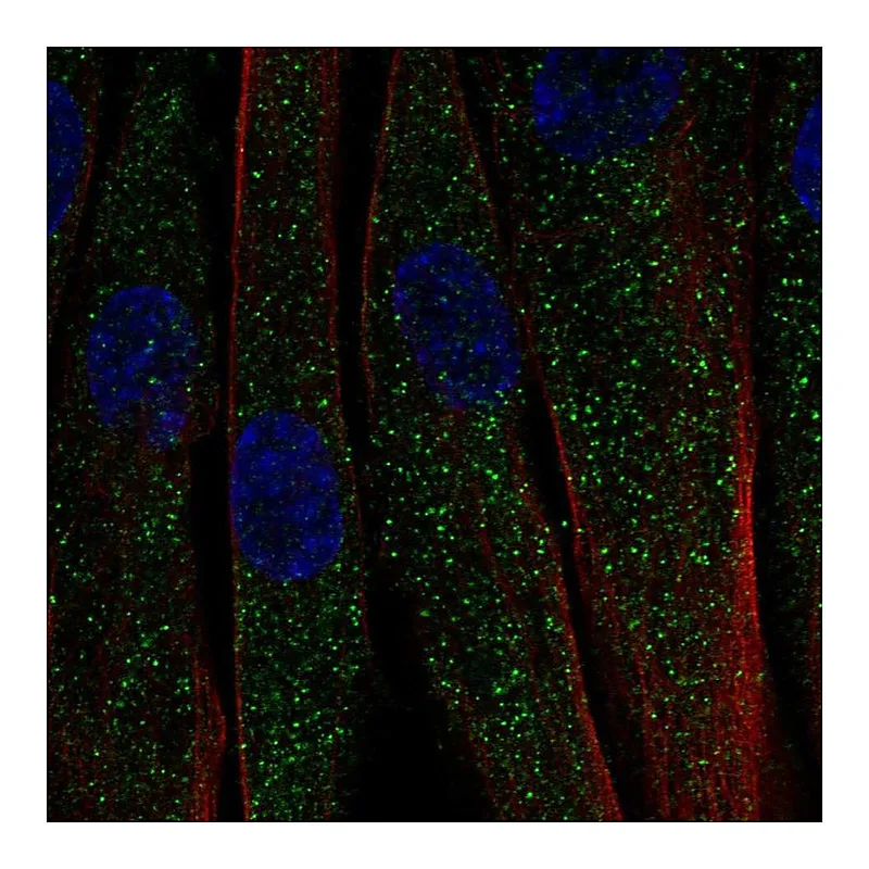 Atlas Antibodies Anti-C1QTNF7 Antibody