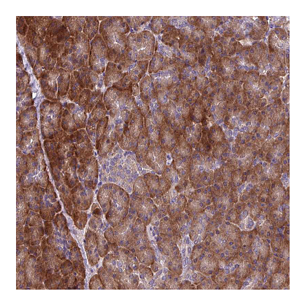 Atlas Antibodies Anti-C20orf27 Antibody
