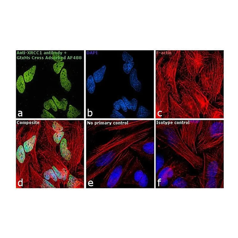 Thermo Fisher Scientific Goat anti-Mouse IgG2a Cross-Adsorbed Secondary Antibody, Alexa Fluor 488