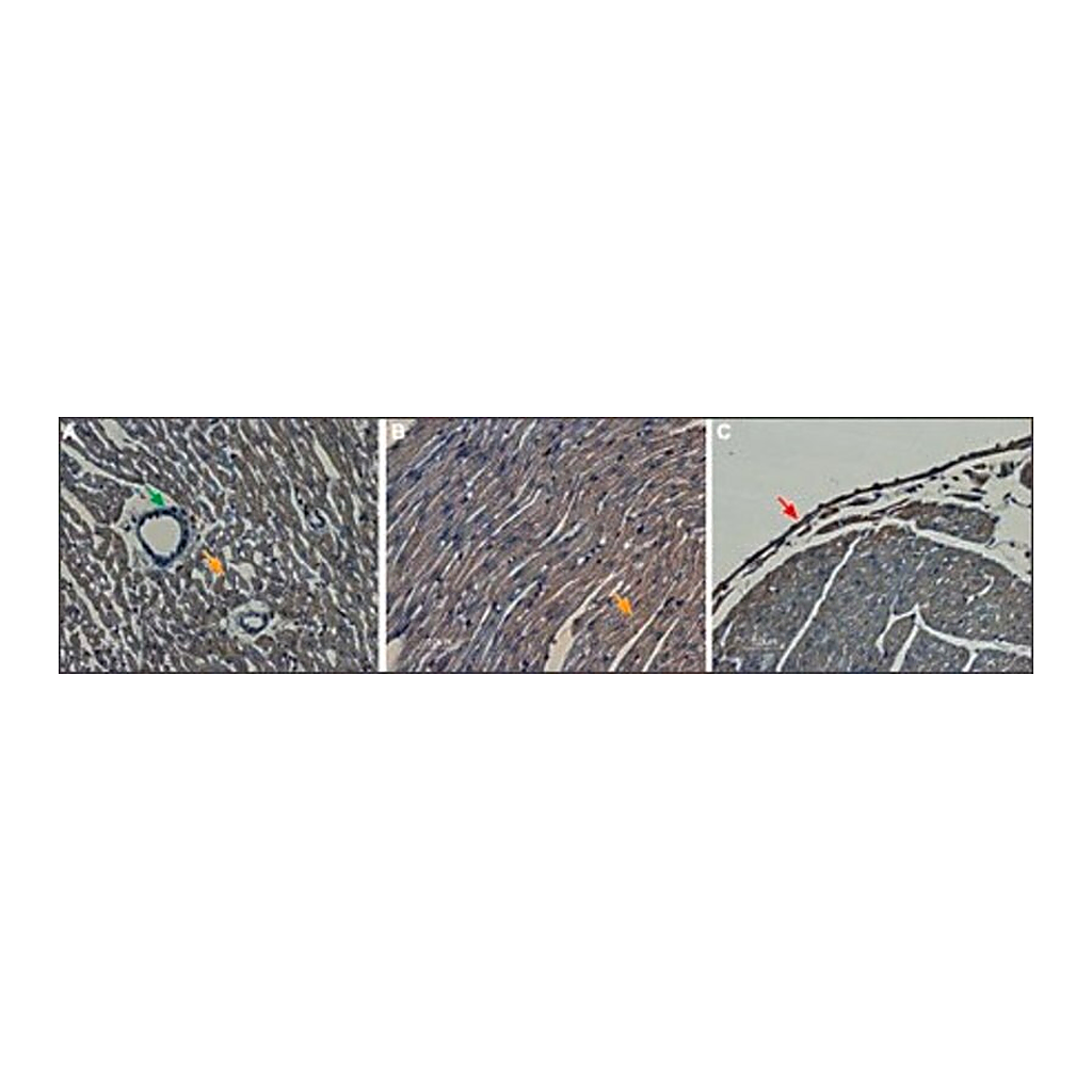 Merck Anti-Potassium Channel Kv11.1 Extracellular antibody produced in rabbit