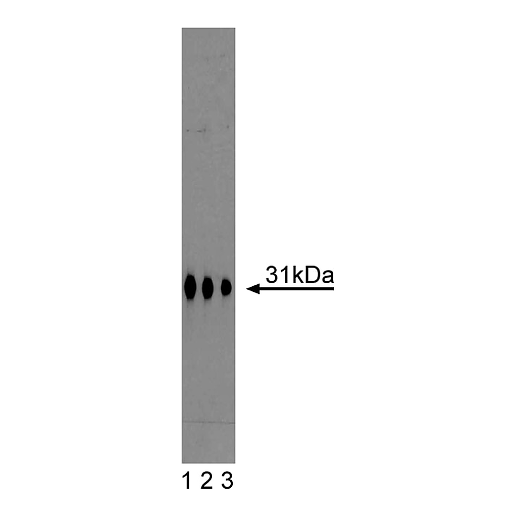 BD Purified Mouse Anti-Syntaxin 6