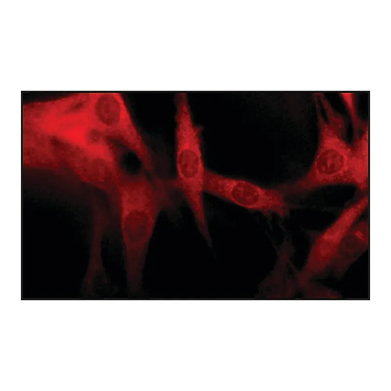 Merck Anti-Early Endosomal Antigen 1 (C-terminal) antibody produced in rabbit