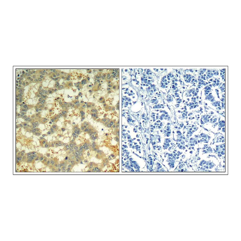 Merck Anti-phospho-SYK (pTyr323) antibody produced in rabbit