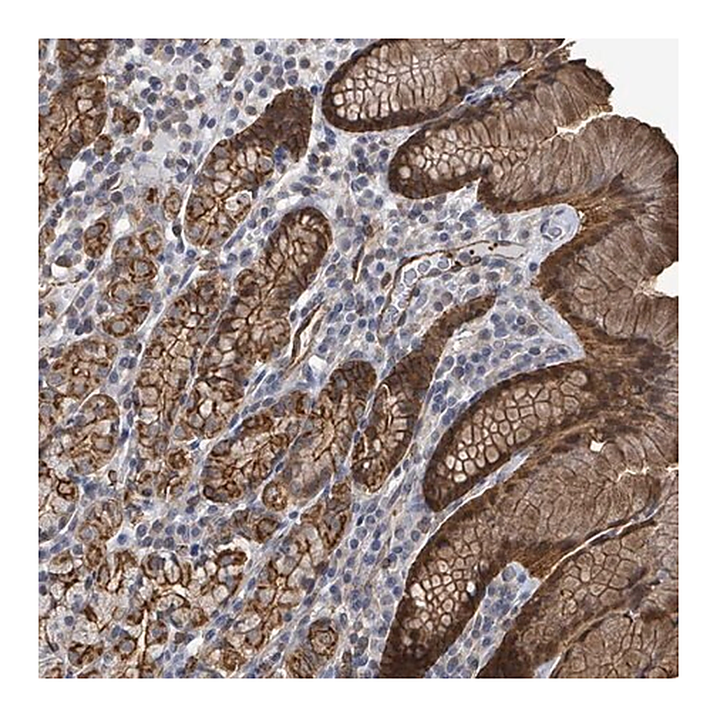 Merck Anti-PRKRIP1 antibody produced in rabbit