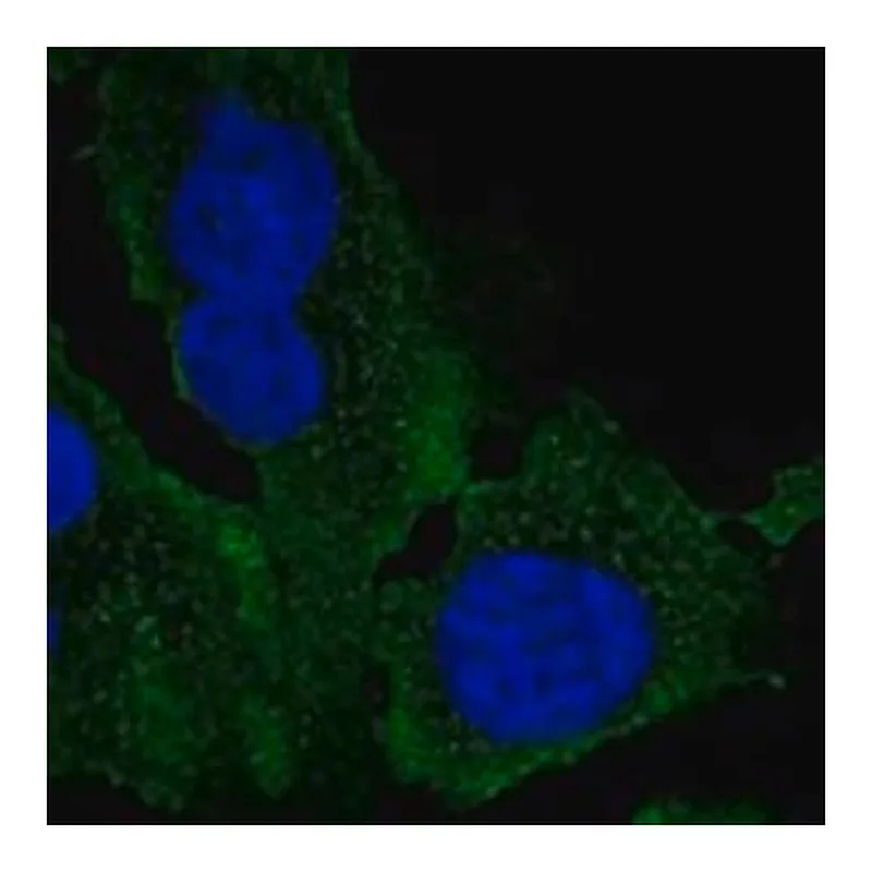 Merck Anti-AIFM2 antibody produced in rabbit