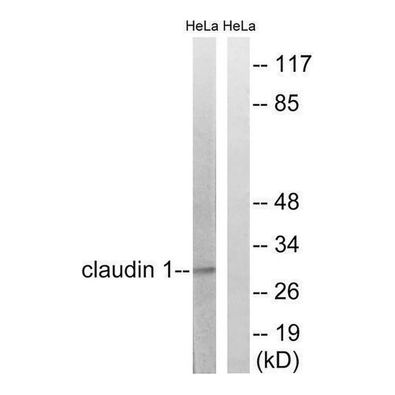 Merck Anti-Claudin 1 antibody produced in rabbit