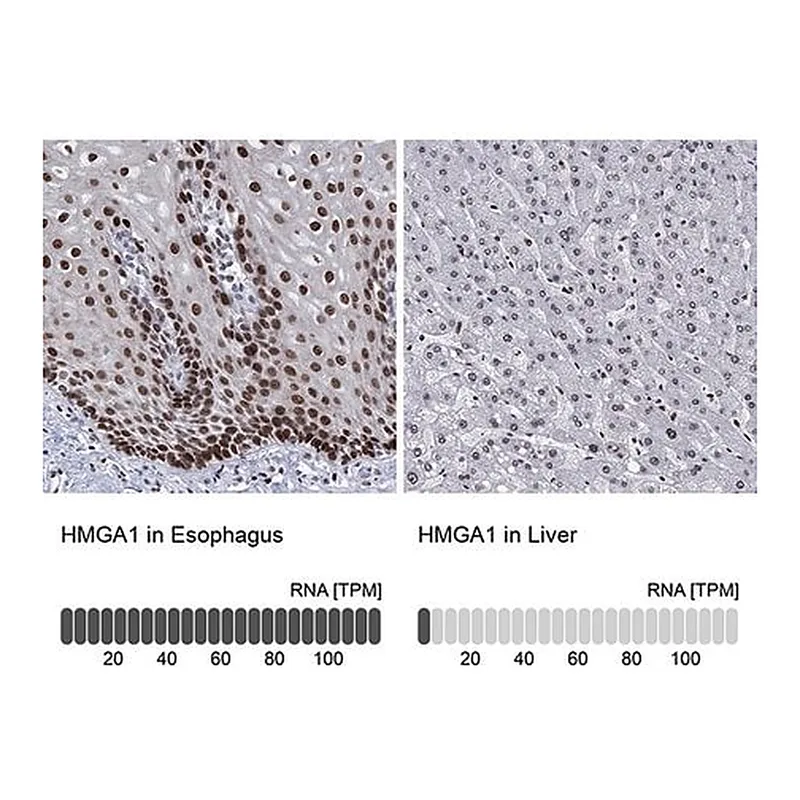 Merck Anti-HMGA1 antibody produced in rabbit
