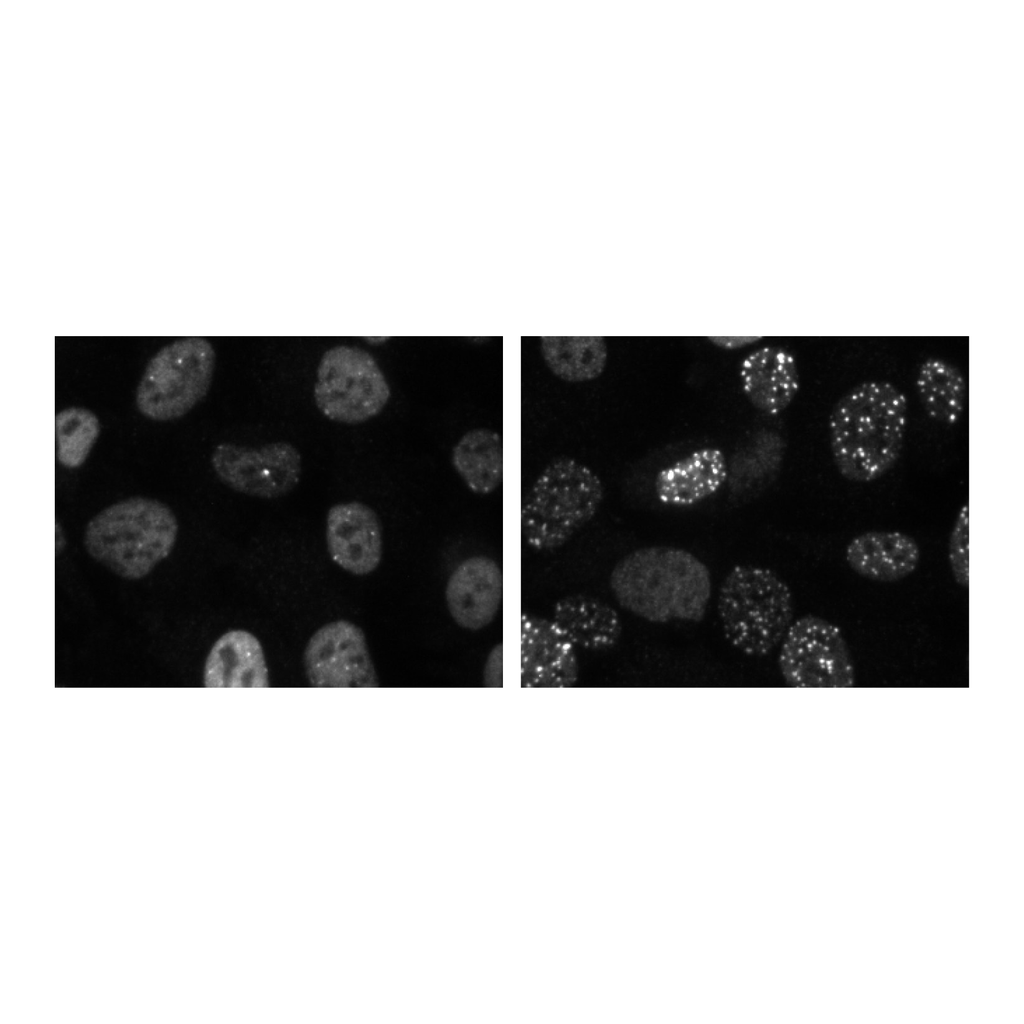 BD Purified Mouse Anti-Human 53BP1