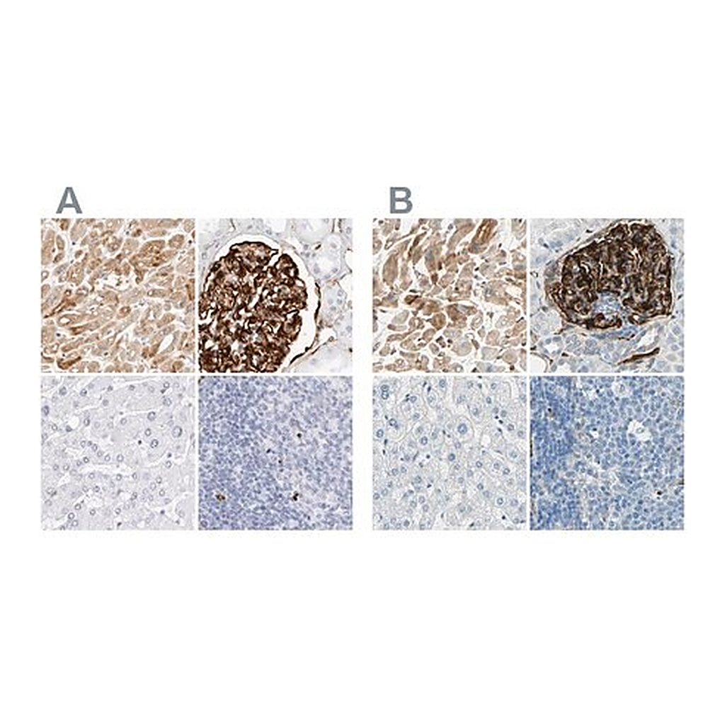 Merck Anti-NES antibody produced in rabbit