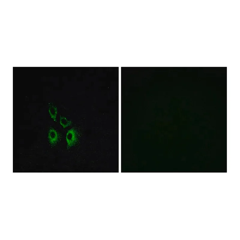 Merck Anti-ADRA1A antibody produced in rabbit