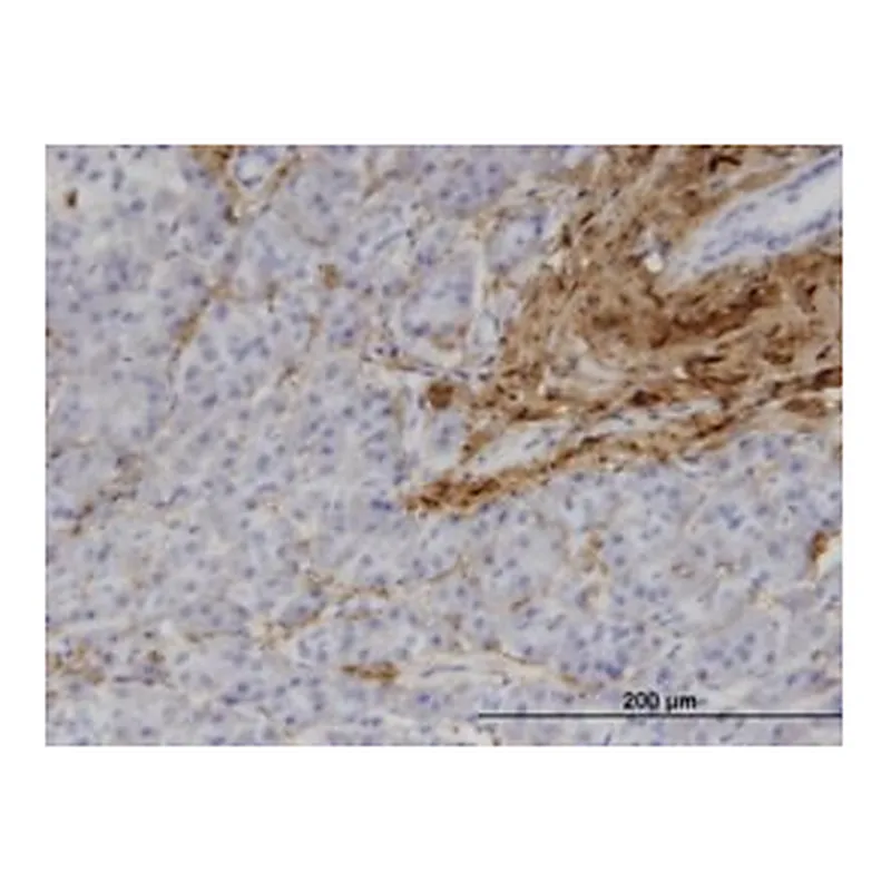 Merck MONOCLONAL ANTI-COL1A1