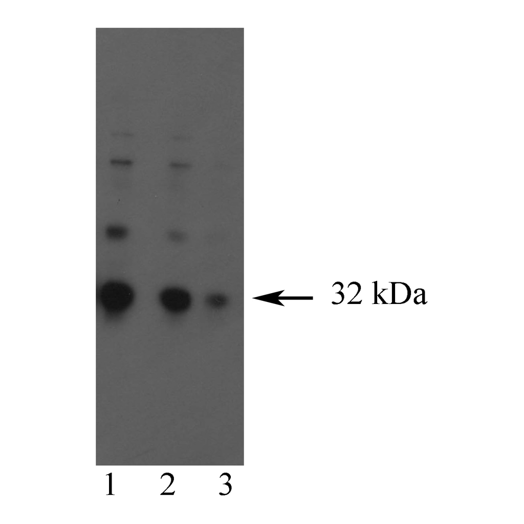 BD Purified Mouse Anti-Granzyme B