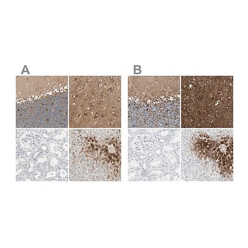 Merck Anti-GLUL antibody produced in rabbit
