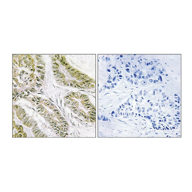 Merck Anti-BAX antibody produced in rabbit