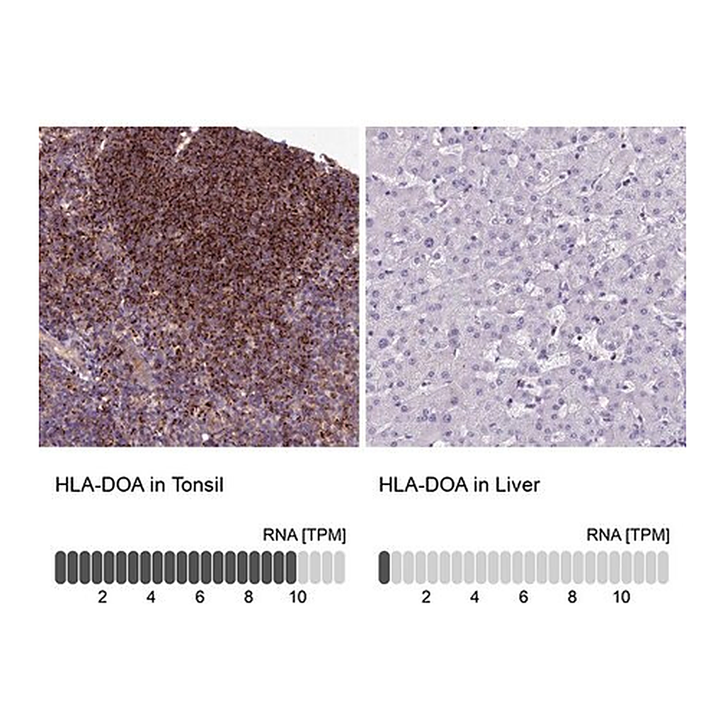 Merck Anti-HLA-DOA antibody produced in rabbit
