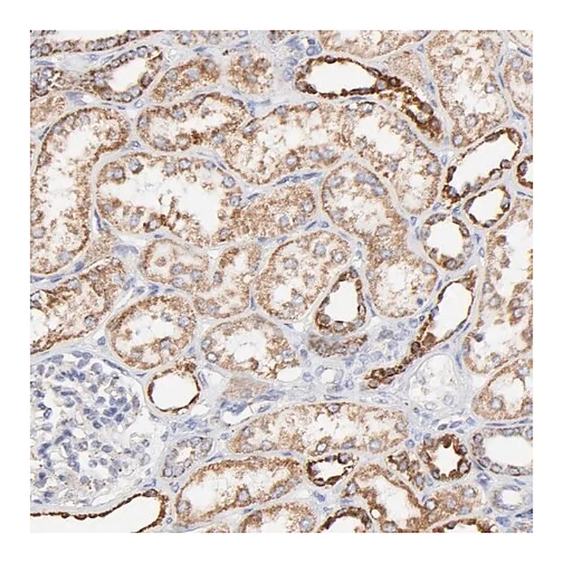 Merck Anti-COX4I1 antibody produced in rabbit