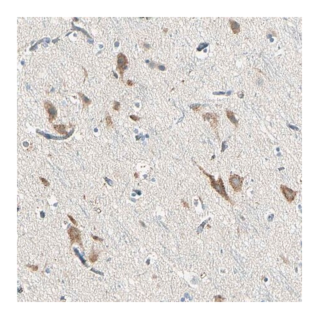 Merck Anti-SLC6A15 antibody produced in rabbit
