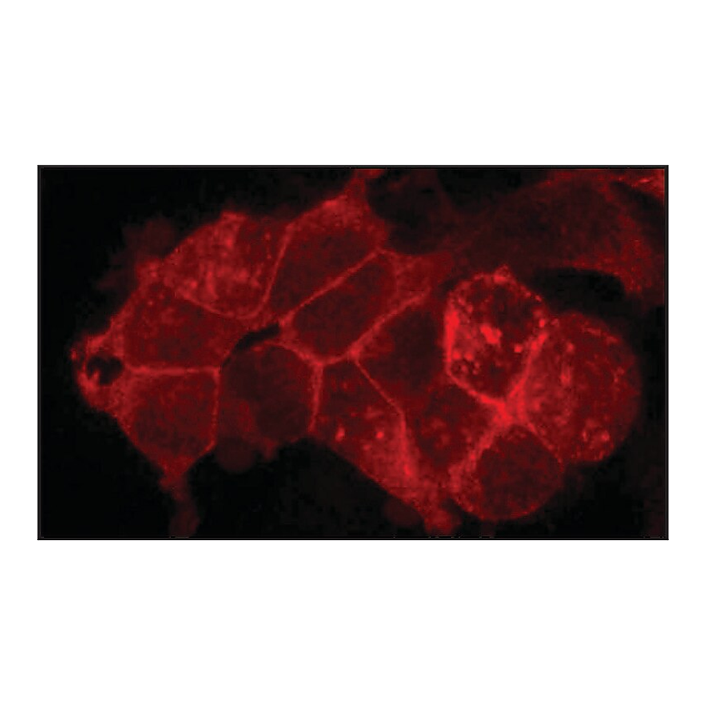 Merck Anti-Flotillin 2 (C-terminal) antibody produced in rabbit
