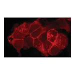 Merck Anti-Flotillin 2 (C-terminal) antibody produced in rabbit