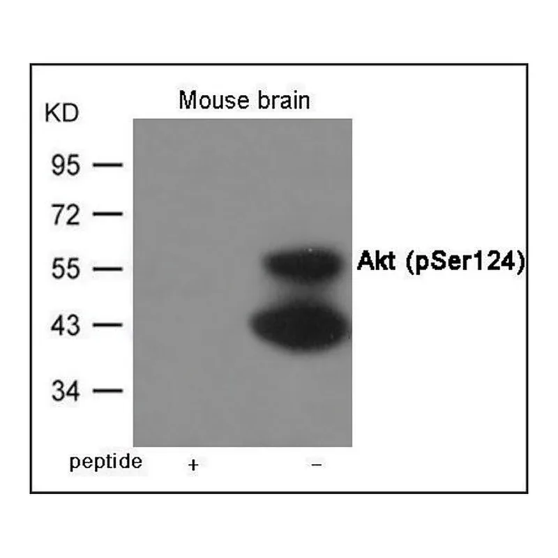 Merck Anti-phospho-Akt (pSer124) antibody produced in rabbit