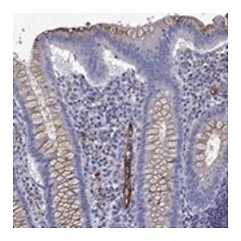Merck Anti-MADCAM1 antibody produced in rabbit