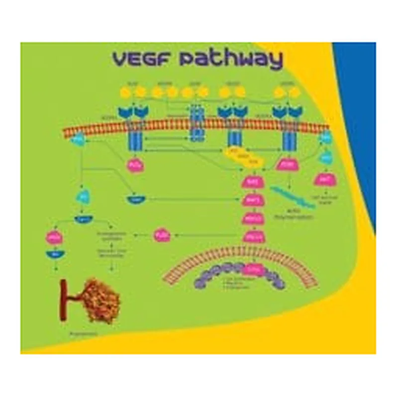 Merck VEGFR2, HUMAN