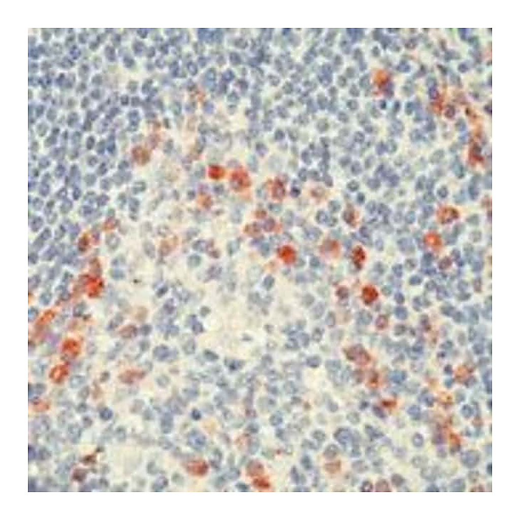 Thermo Fisher Scientific Mouse anti-Human Kappa Light Chain Secondary Antibody