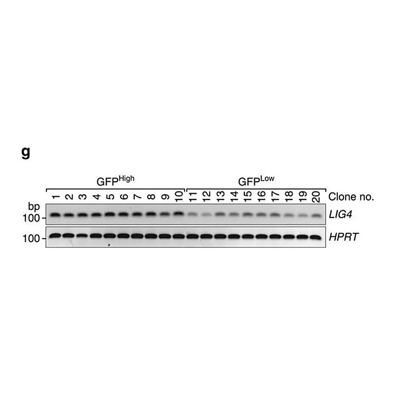 Merck Anti-LIG4 antibody produced in rabbit